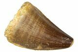 Fossil Mosasaur (Thalassotitan) Tooth - Morocco #374592-1